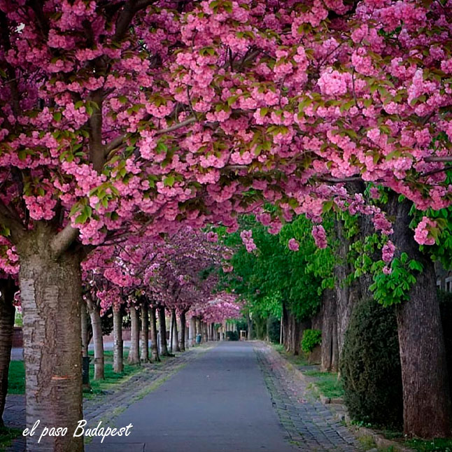 Primavera en el distrito del castillo de Buda , flores rosas de los cerezos ornamentales